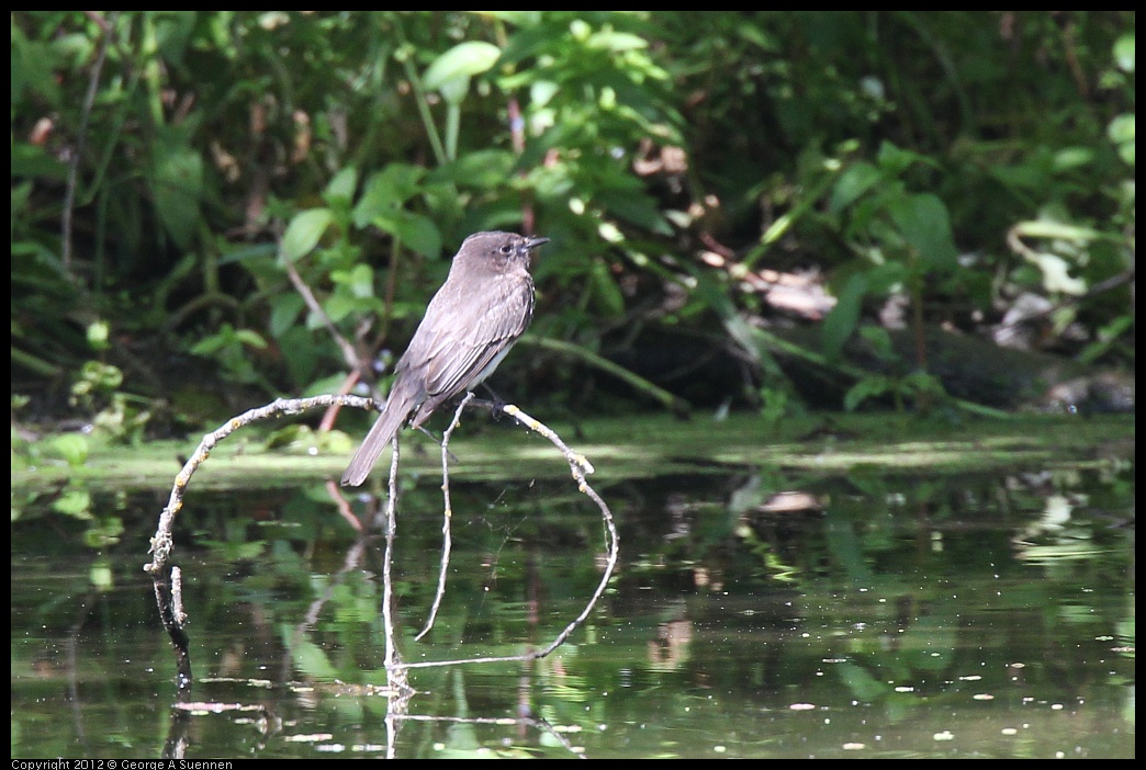 0627-084002-01.jpg - Black Phoebe