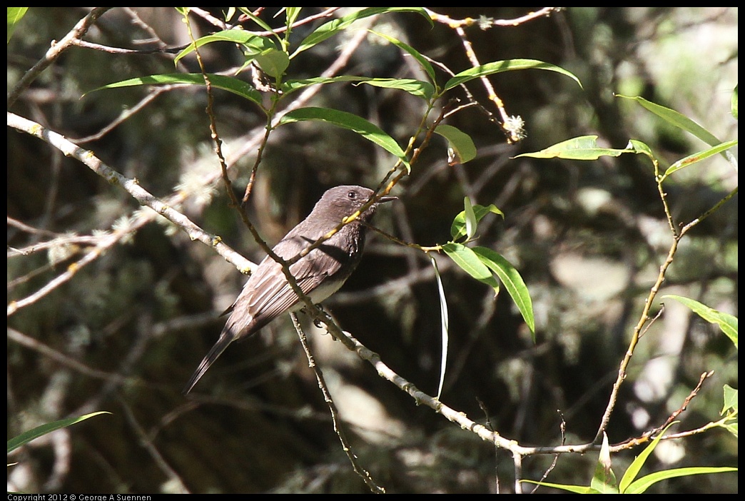 0627-084016-02.jpg - Black Phoebe