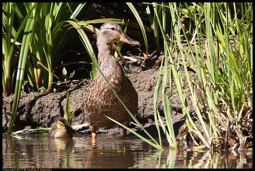 0627-084323-03.jpg - Mallard  Mother and Duckling