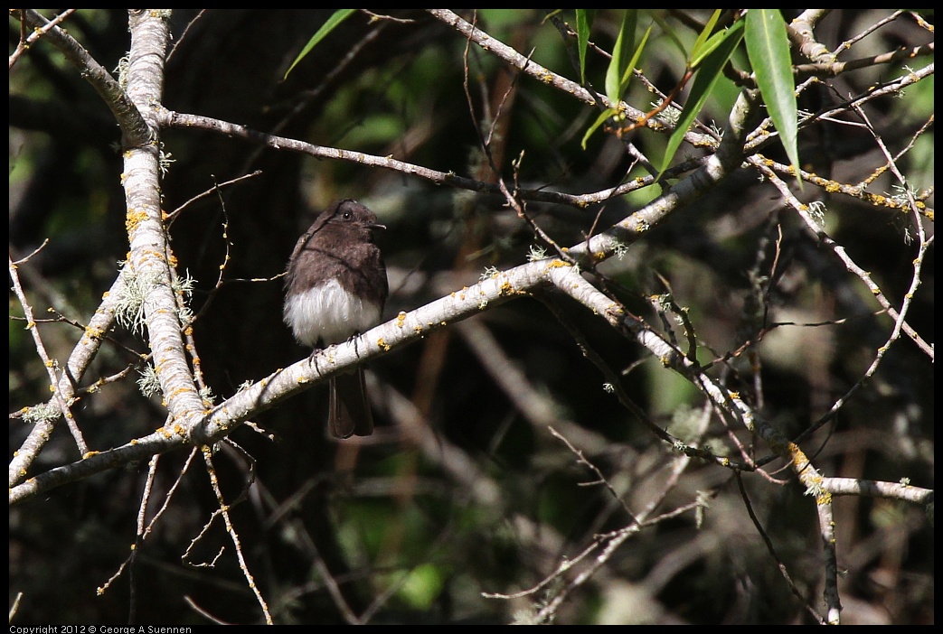 0627-084543-01.jpg - Black Phoebe