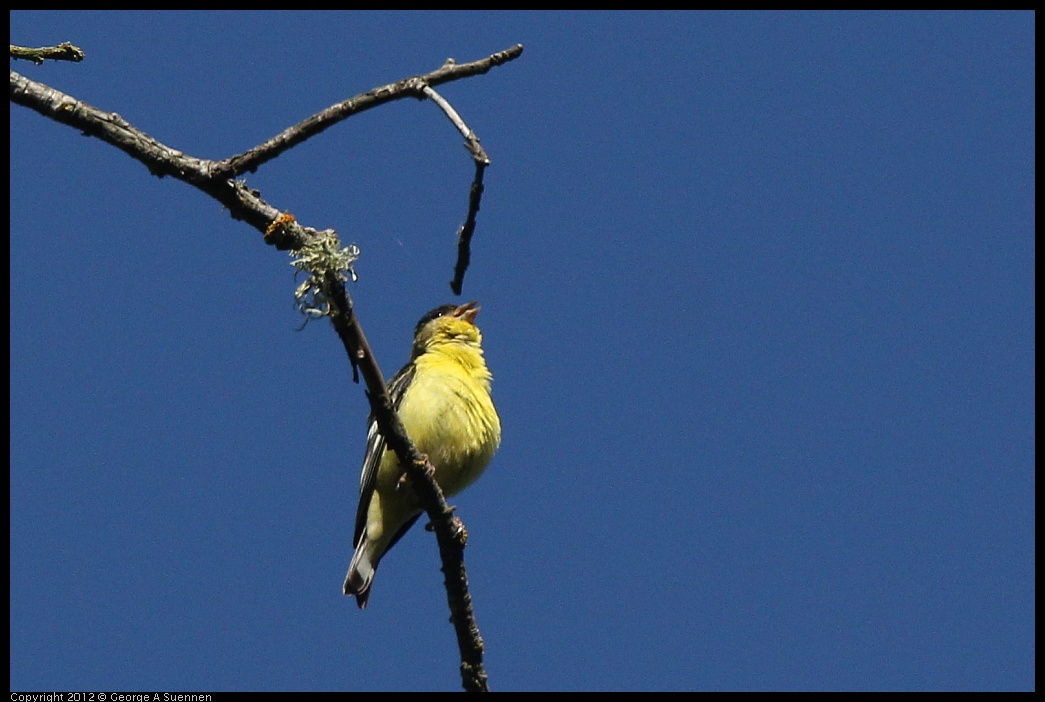 0627-084934-05.jpg - Lesser Goldfinch