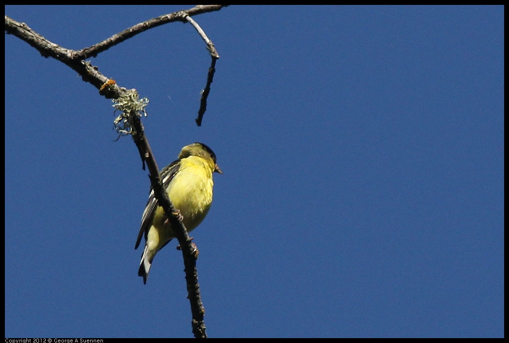 0627-084940-01.jpg - Lesser Goldfinch