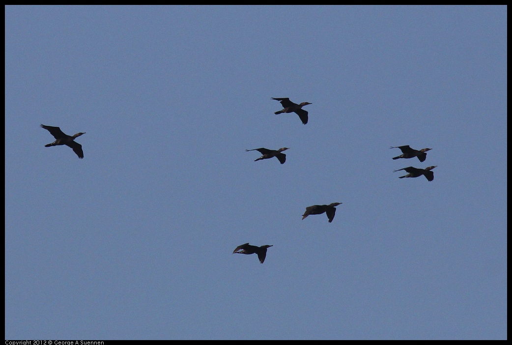 0703-063910-01.jpg - Double-crested Cormorants