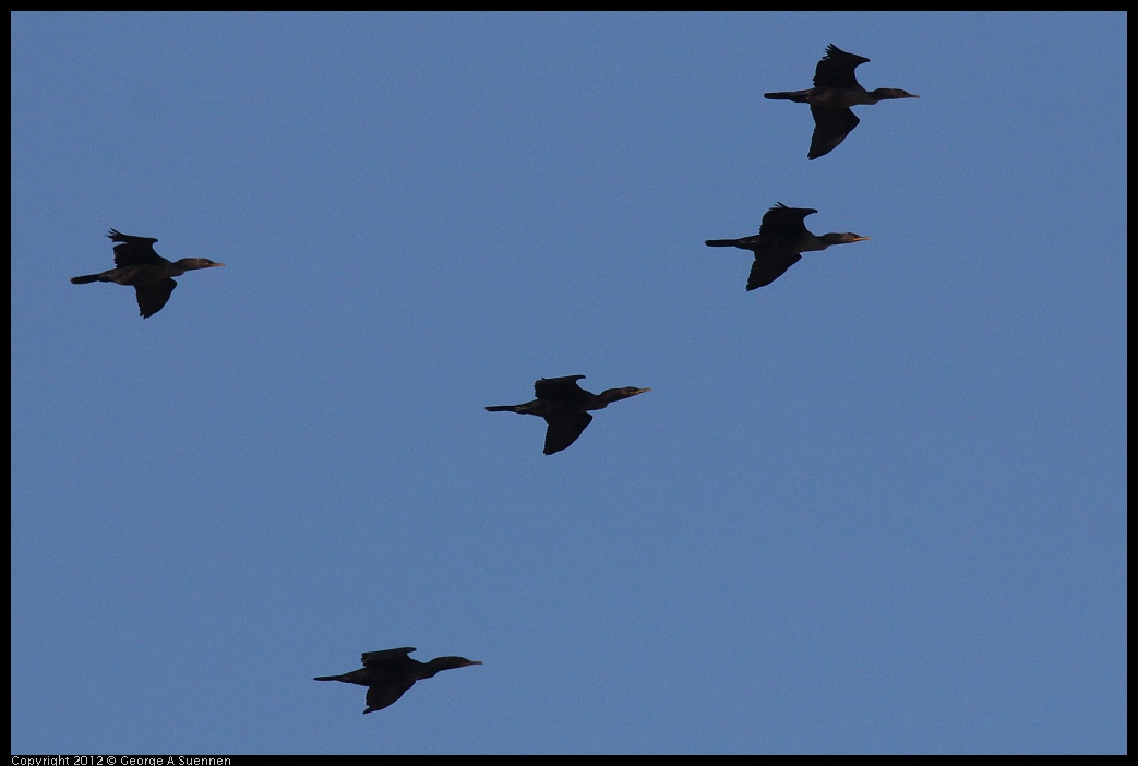 0703-063922-02.jpg - Double-crested Cormorants