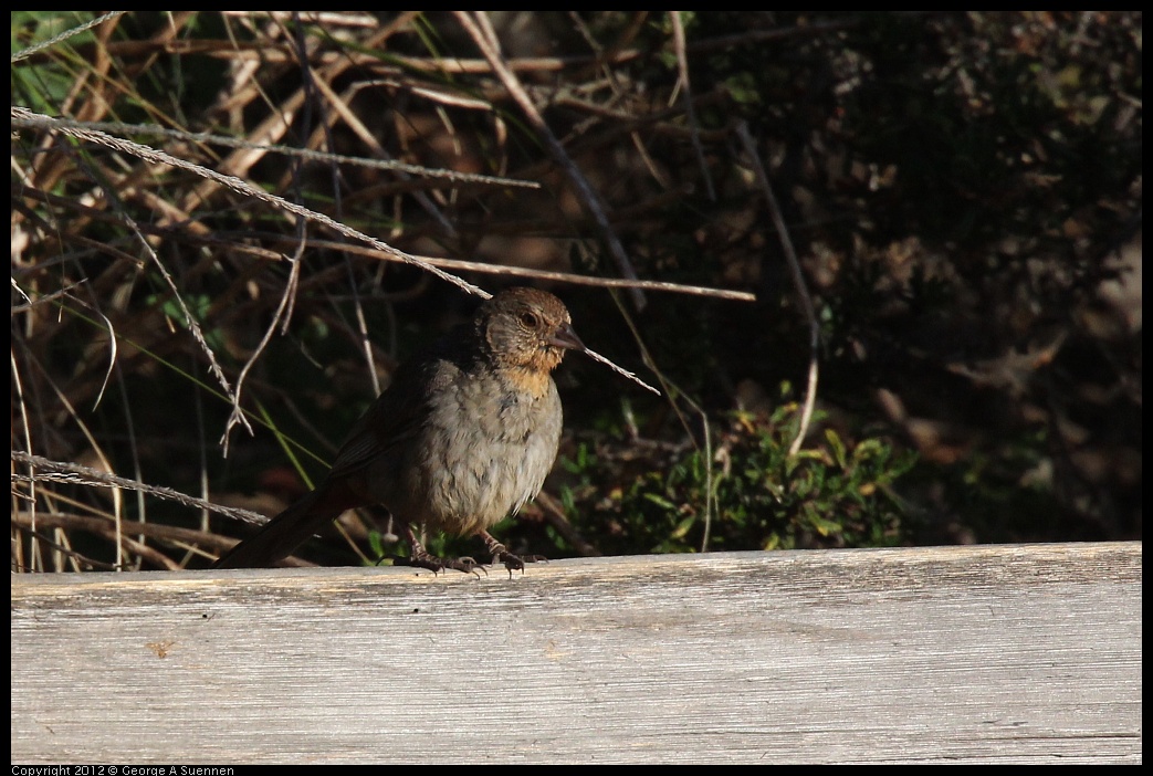 0703-064501-03.jpg - California Towhee