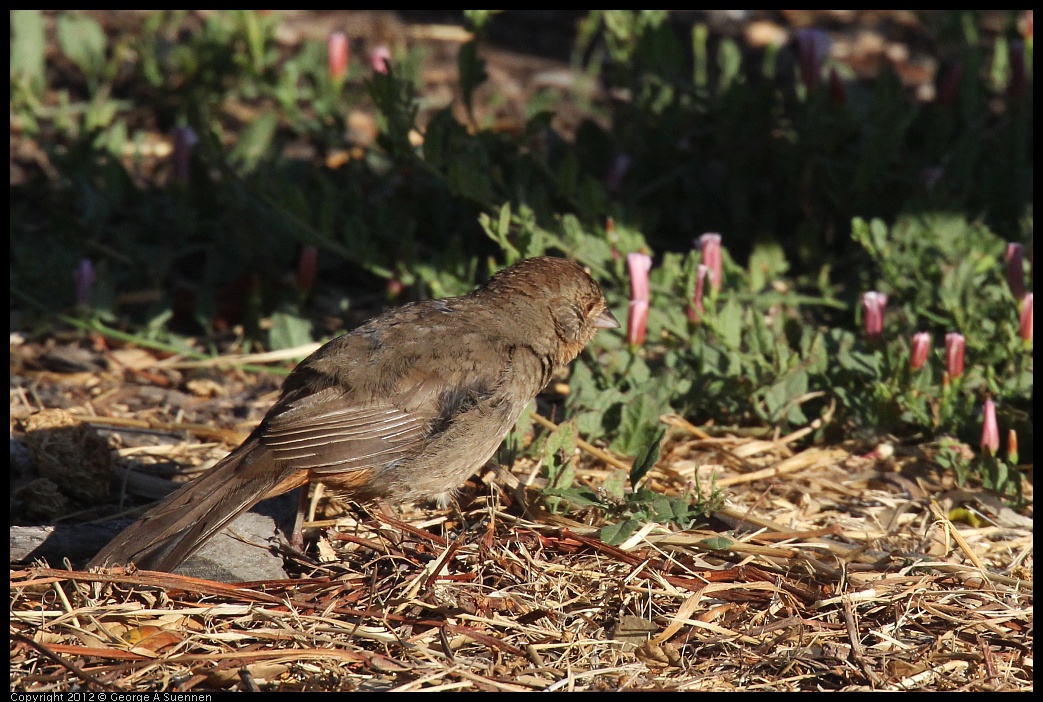 0703-064524-01.jpg - California Towhee