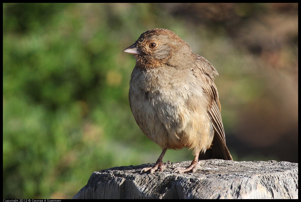 0703-064551-01.jpg - California Towhee