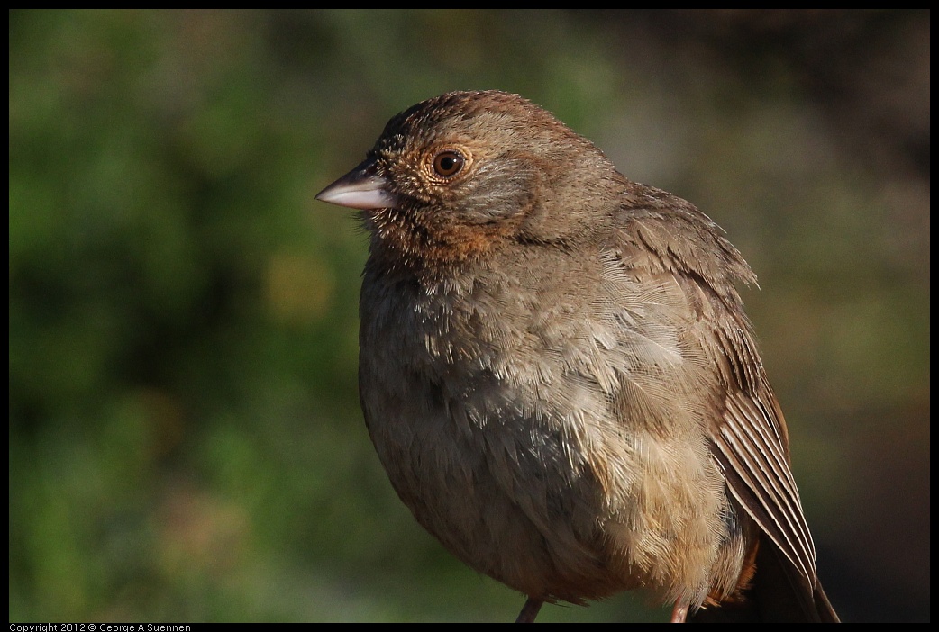 0703-064553-04.jpg - California Towhee