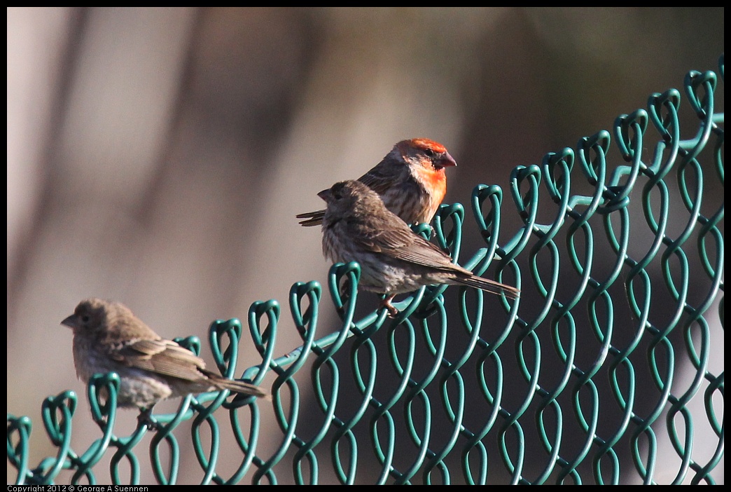 0703-064905-01.jpg - House Finch