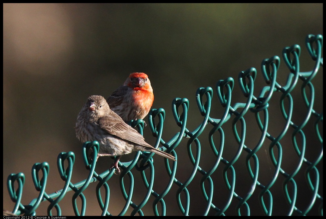 0703-064921-01.jpg - House Finch