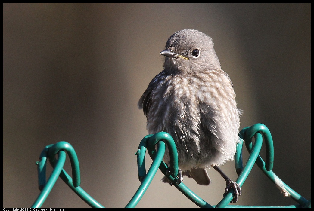 0703-065403-01.jpg - Western Bluebird Juvenile