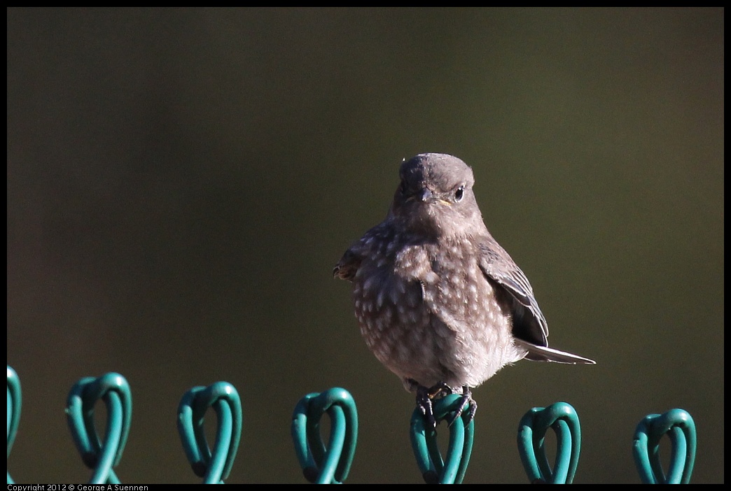 0703-065412-01.jpg - Western Bluebird Juvenile