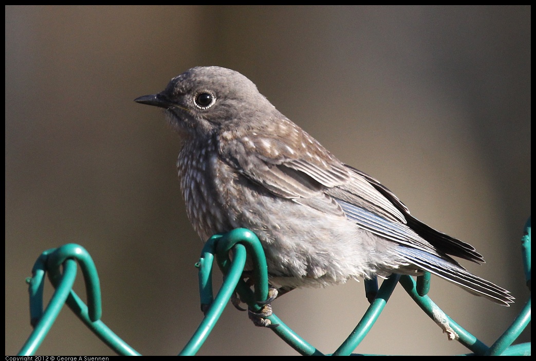 0703-065418-02.jpg - Western Bluebird Juvenile