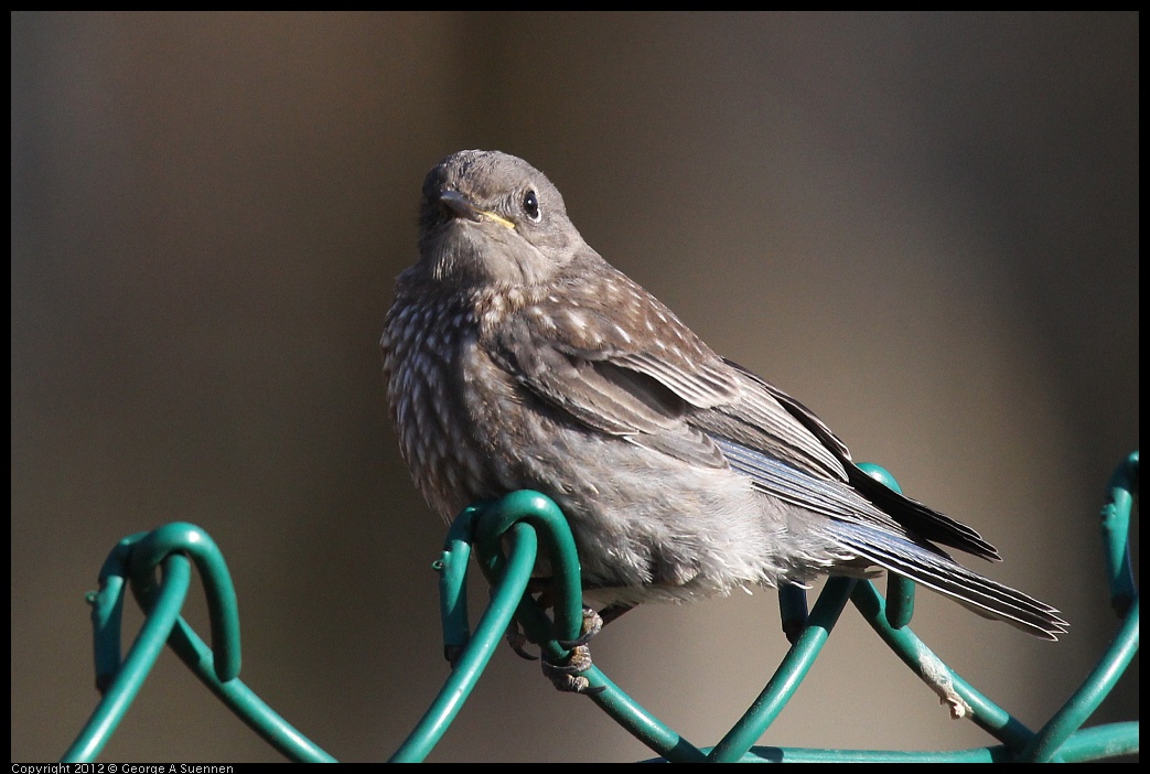 0703-065418-03.jpg - Western Bluebird Juvenile