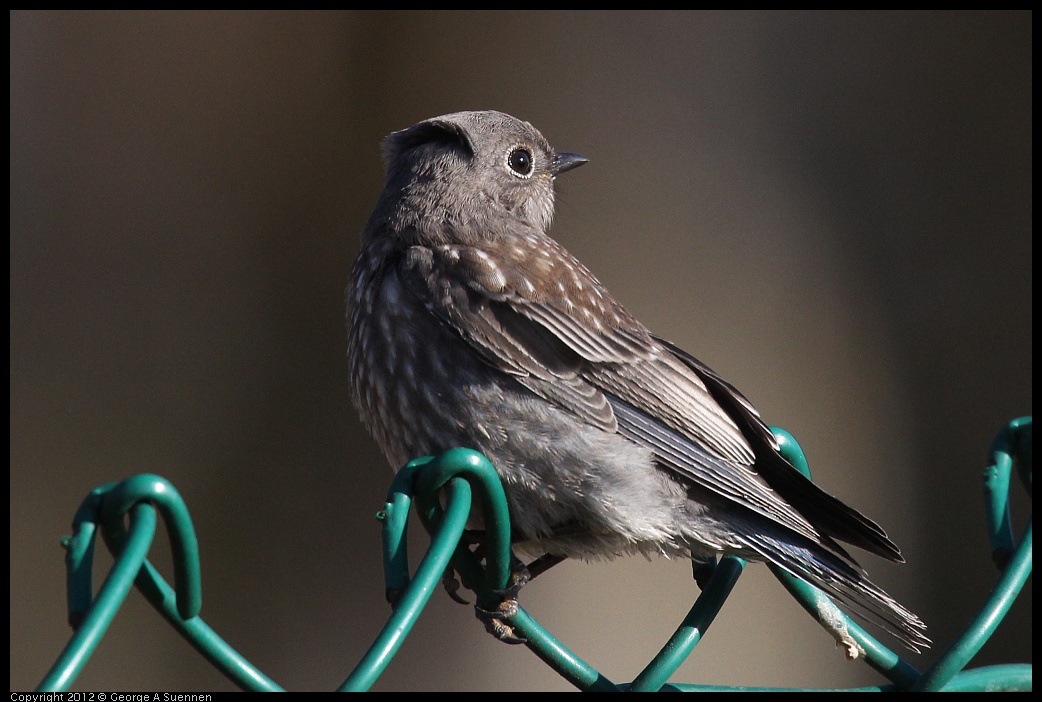 0703-065422-01.jpg - Western Bluebird Juvenile