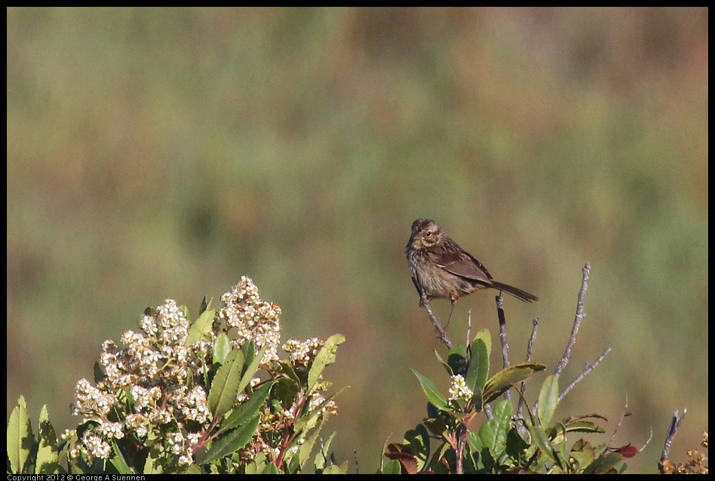 0703-070850-01.jpg - Song Sparrow Juvenile