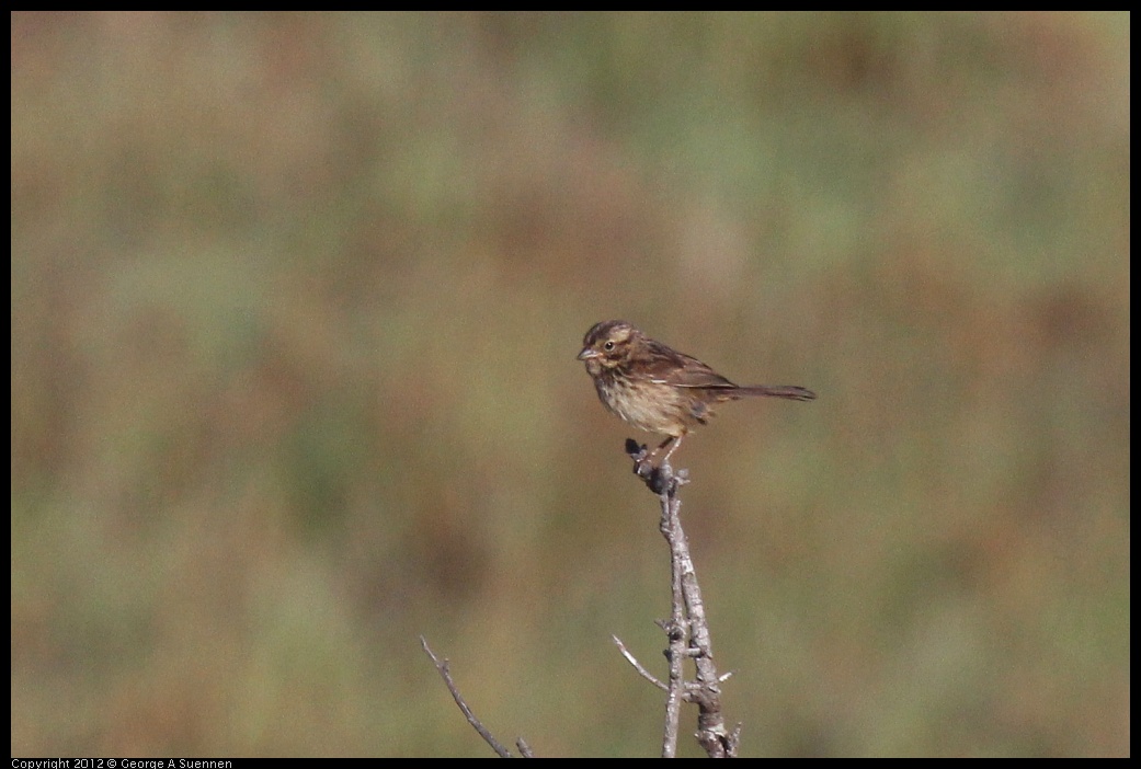 0703-071016-03.jpg - Song Sparrow Juvenile