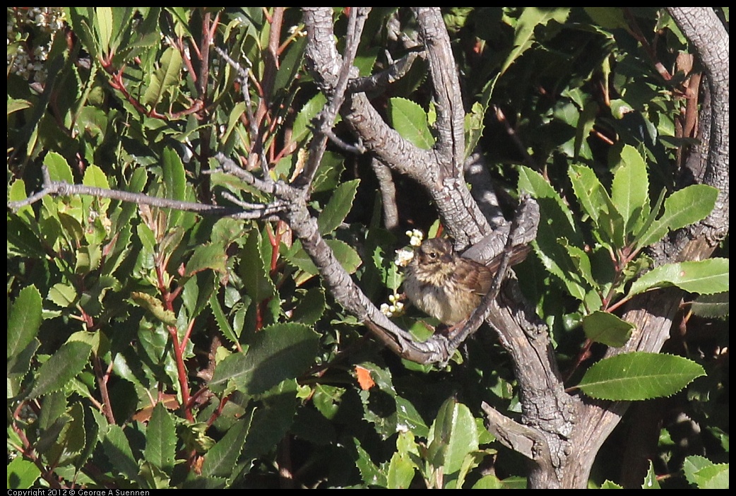 0703-071025-02.jpg - Song Sparrow Juvenile