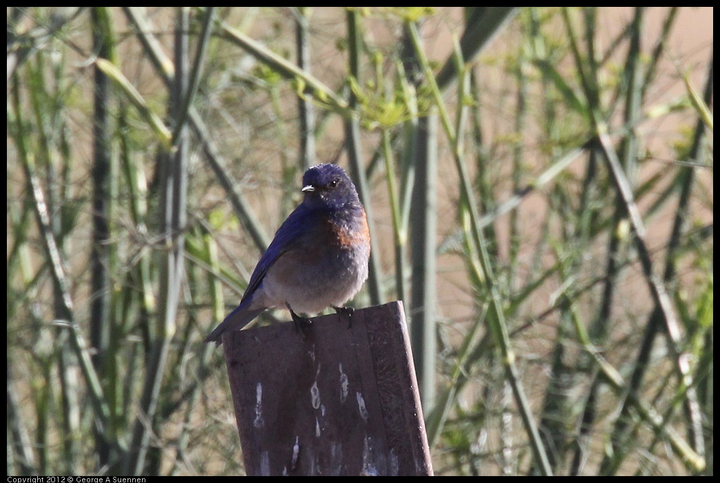 0703-072226-02.jpg - Western Bluebird