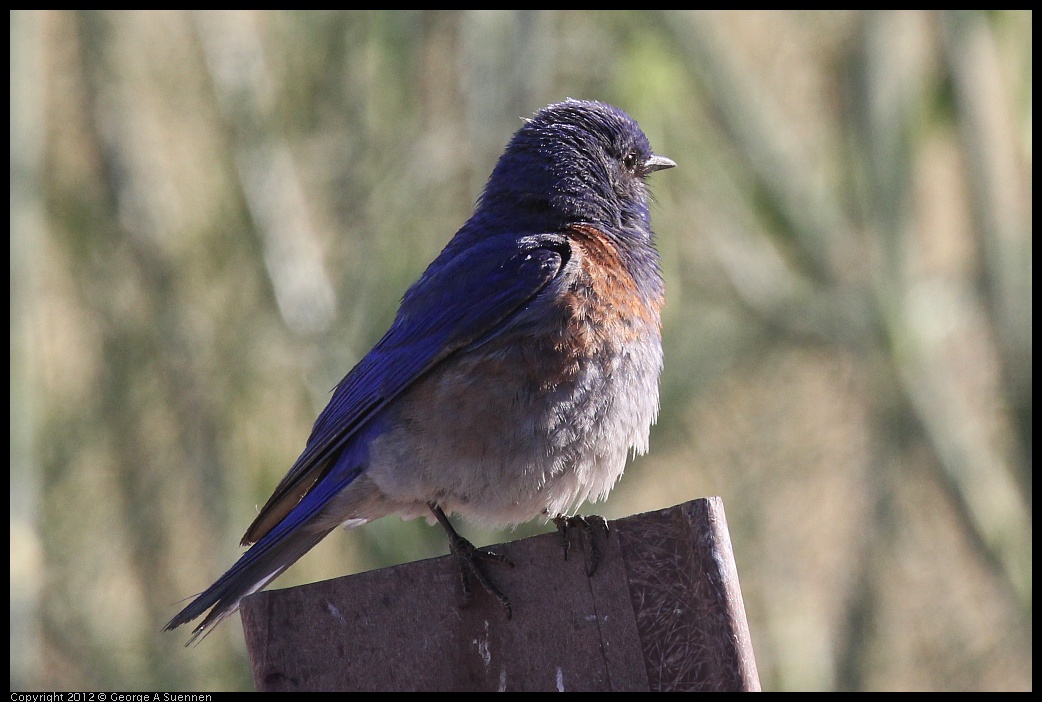 0703-072349-01.jpg - Western Bluebird