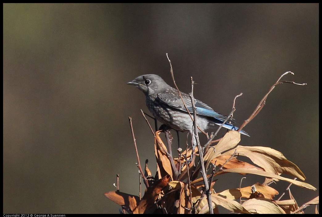 0703-073559-01.jpg - Western Bluebird