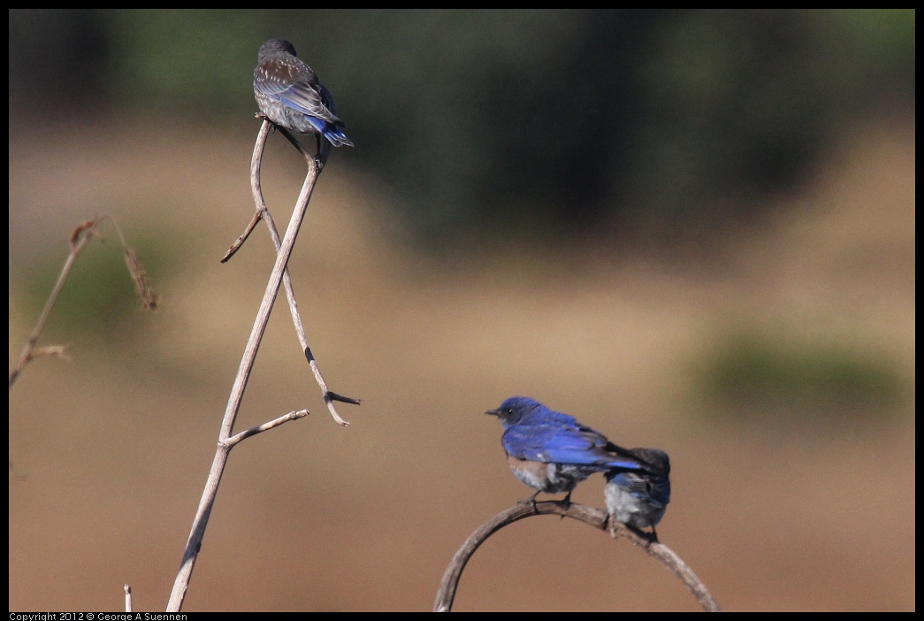 0703-073655-04.jpg - Western Bluebird