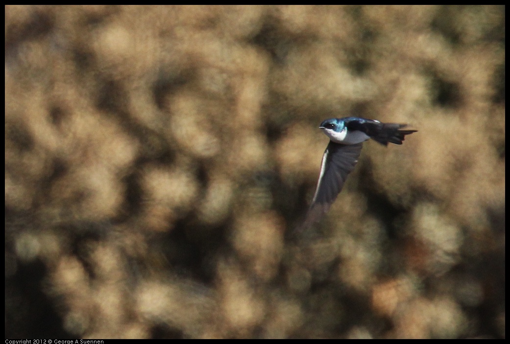 0703-074802-05.jpg - Tree Swallow