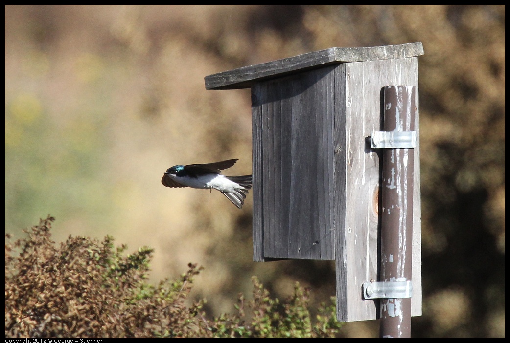 0703-074807-04.jpg - Tree Swallow