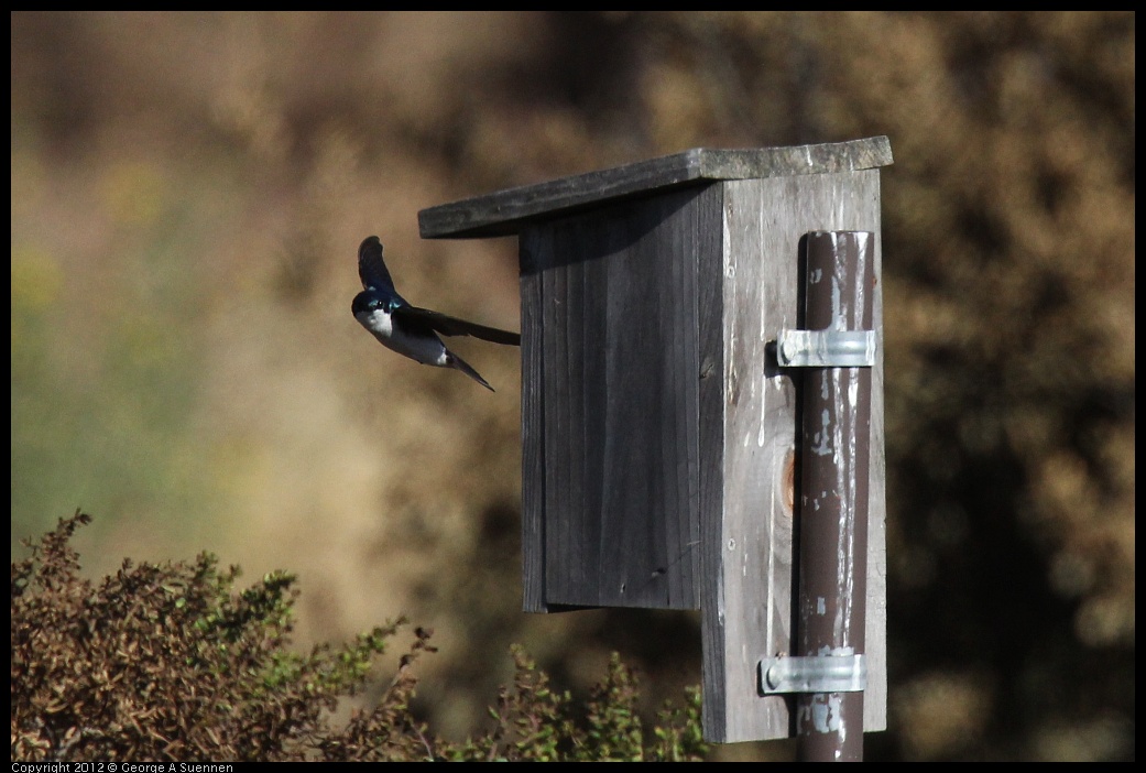 0703-074810-02.jpg - Tree Swallow