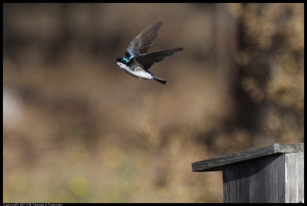 0703-074811-03.jpg - Tree Swallow