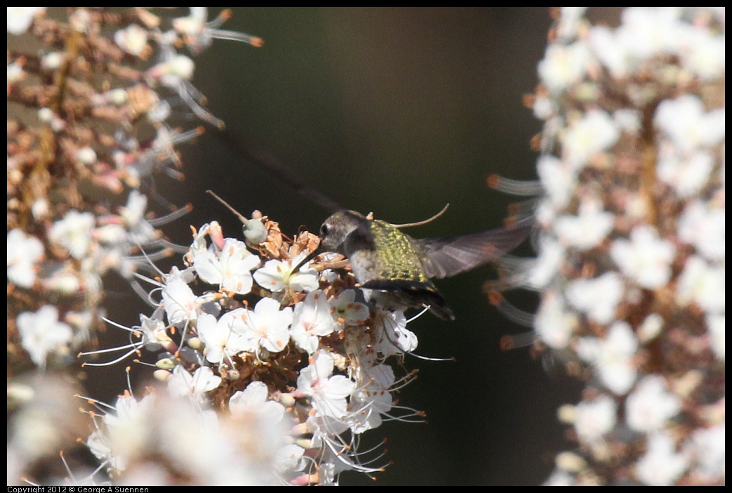 0703-075125-02.jpg - Anna's Hummingbird