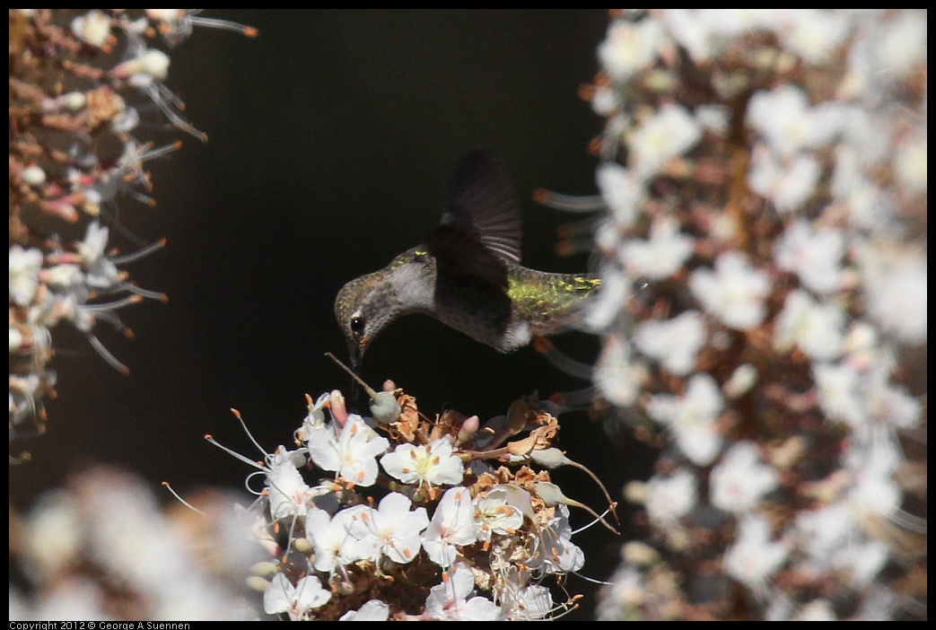 0703-075127-02.jpg - Anna's Hummingbird