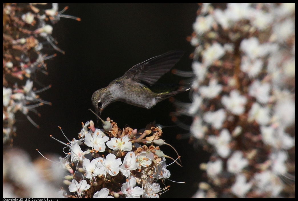 0703-075127-03.jpg - Anna's Hummingbird