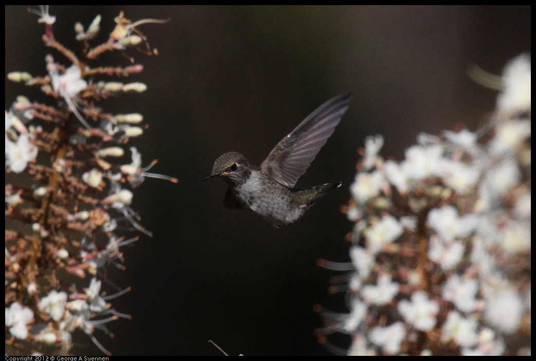 0703-075128-02.jpg - Anna's Hummingbird