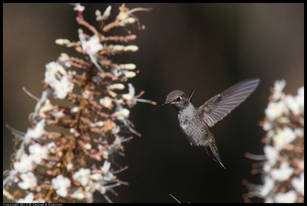 0703-075128-03.jpg - Anna's Hummingbird