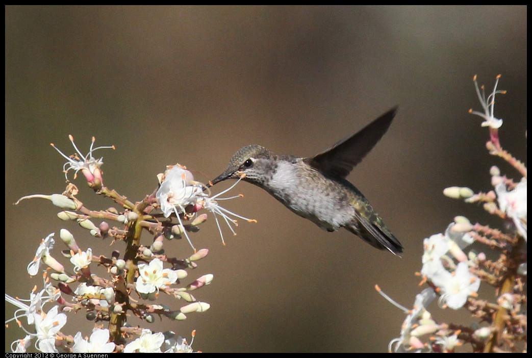 0703-075130-02.jpg - Anna's Hummingbird