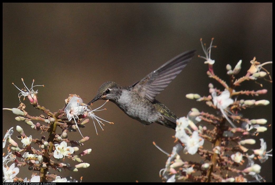 0703-075130-03.jpg - Anna's Hummingbird