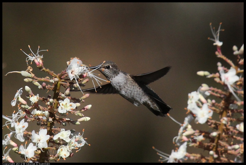 0703-075131-02.jpg - Anna's Hummingbird