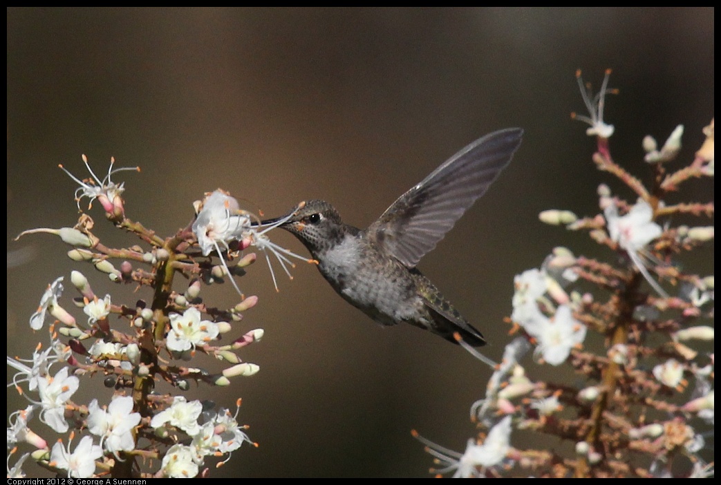 0703-075131-03.jpg - Anna's Hummingbird