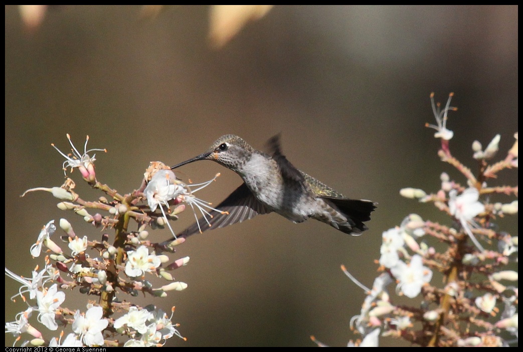 0703-075132-02.jpg - Anna's Hummingbird