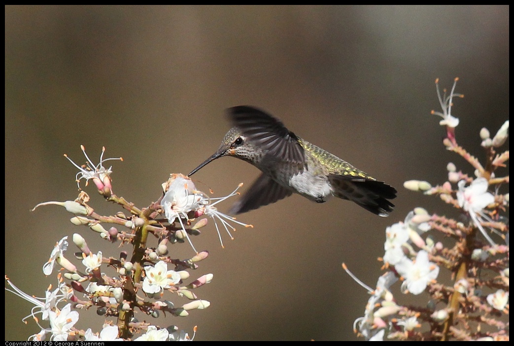 0703-075133-02.jpg - Anna's Hummingbird