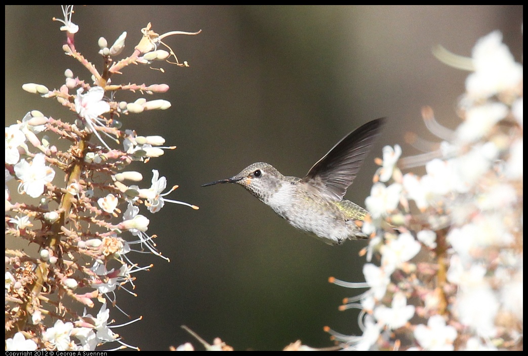 0703-075135-05.jpg - Anna's Hummingbird