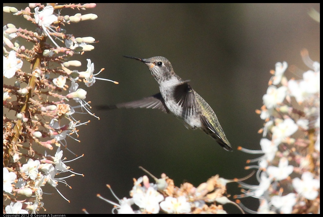 0703-075136-01.jpg - Anna's Hummingbird