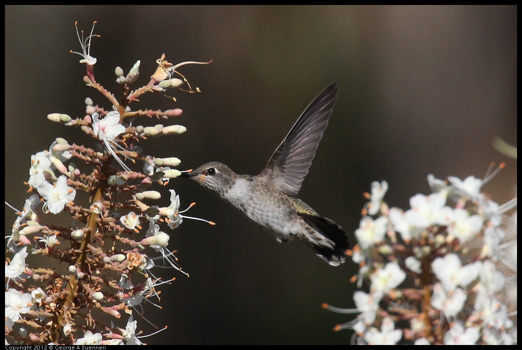 0703-075136-03.jpg - Anna's Hummingbird