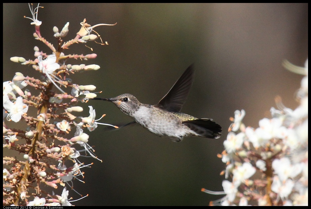 0703-075137-03.jpg - Anna's Hummingbird