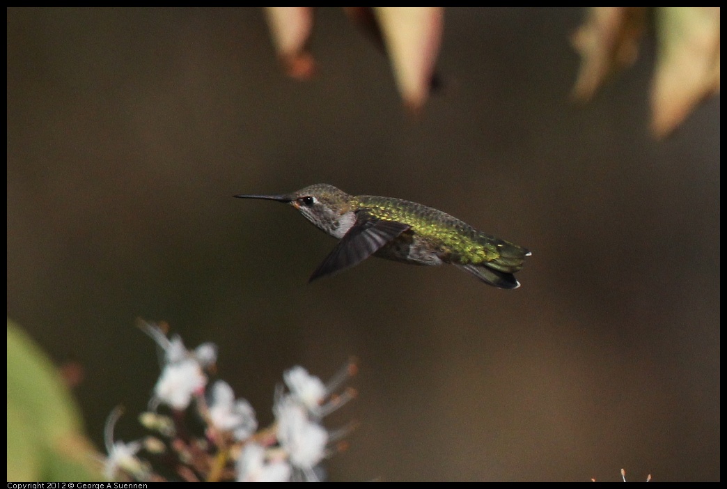 0703-075141-01.jpg - Anna's Hummingbird