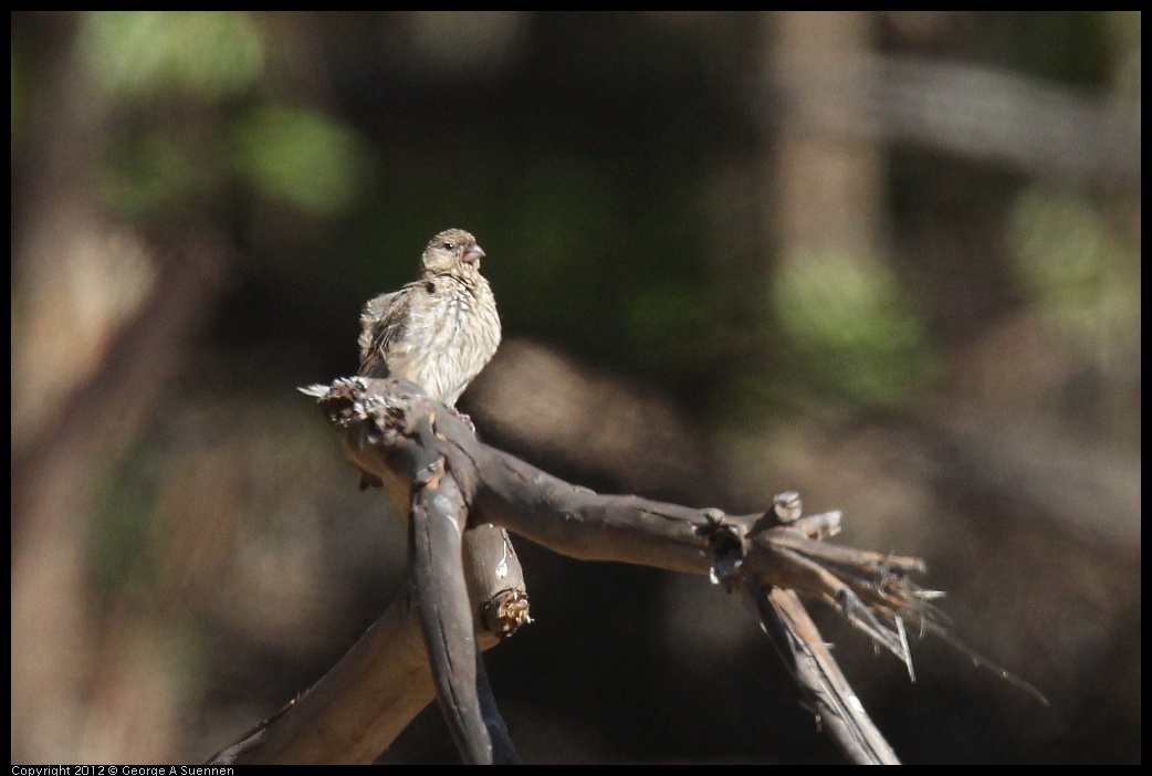 0703-080004-01.jpg - House Finch