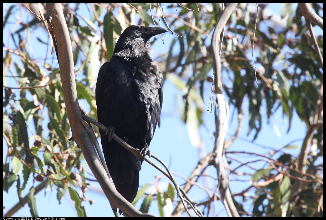 0703-080158-01.jpg - Common Raven