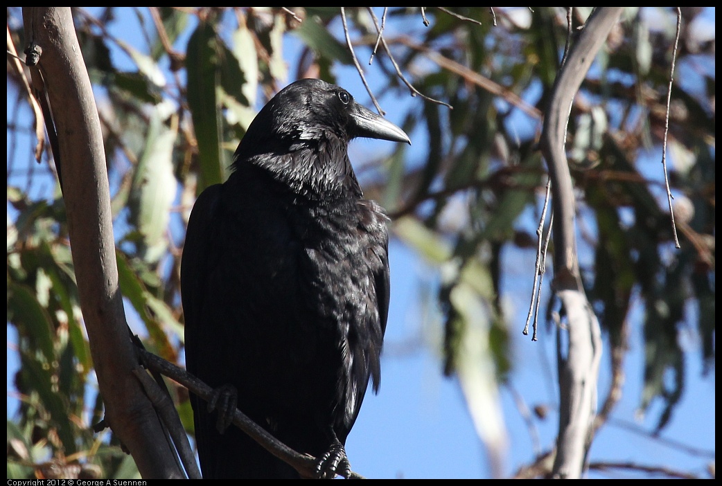 0703-080159-01.jpg - Common Raven