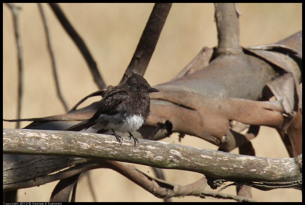 0703-080854-01.jpg - Black Phoebe